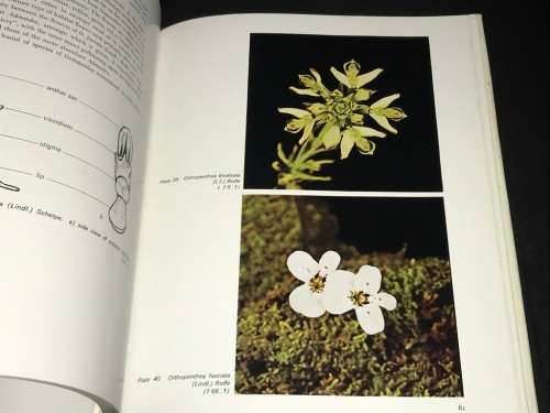 AN INTRODUCTION TO THE SOUTH AFRICAN ORCHIDS BY SCHELPE