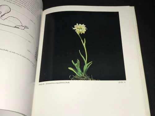AN INTRODUCTION TO THE SOUTH AFRICAN ORCHIDS BY SCHELPE