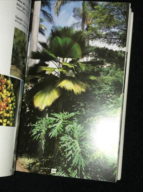 THE PALM COLLECTION OF THE DURBAN BOTANICAL GARDENS BY ANN LAMBERT