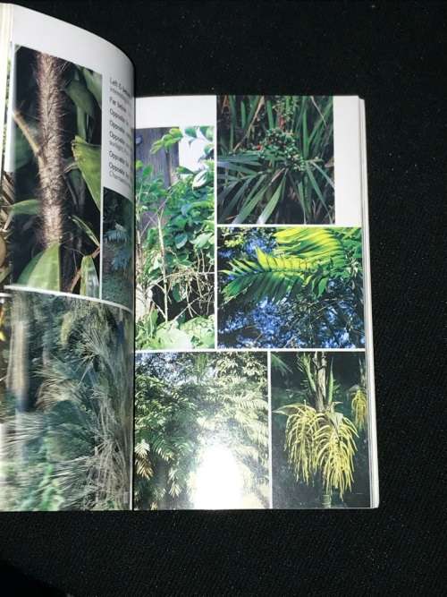 THE PALM COLLECTION OF THE DURBAN BOTANICAL GARDENS BY ANN LAMBERT