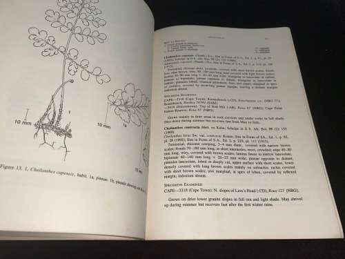 CAPE PENINSULA FERNS BY J.P. ROUX SIGNED