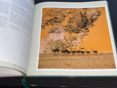 SKELETON COAST BY AMY SCHOEMAN