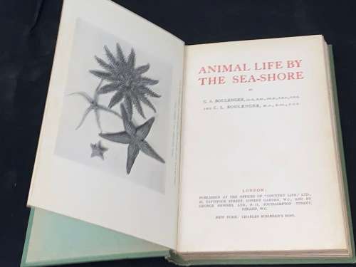 ANIMAL LFE BY THE SEA-SHORE BY G.A. AND C.L. BOULENGER