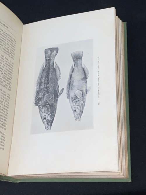 ANIMAL LFE BY THE SEA-SHORE BY G.A. AND C.L. BOULENGER