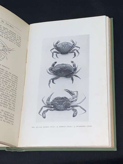 ANIMAL LFE BY THE SEA-SHORE BY G.A. AND C.L. BOULENGER