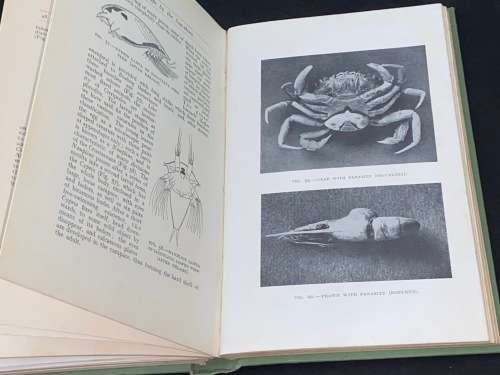 ANIMAL LFE BY THE SEA-SHORE BY G.A. AND C.L. BOULENGER