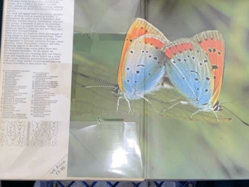THE ILLUSTRATED ENCYCLOPEDIA OF THE BUTTERFLY WORLD IN COLOUR