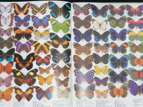 THE ILLUSTRATED ENCYCLOPEDIA OF THE BUTTERFLY WORLD IN COLOUR