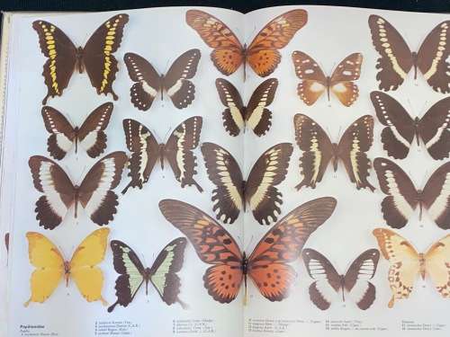 THE ILLUSTRATED ENCYCLOPEDIA OF THE BUTTERFLY WORLD IN COLOUR