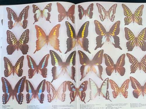 THE ILLUSTRATED ENCYCLOPEDIA OF THE BUTTERFLY WORLD IN COLOUR