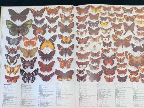 THE ILLUSTRATED ENCYCLOPEDIA OF THE BUTTERFLY WORLD IN COLOUR