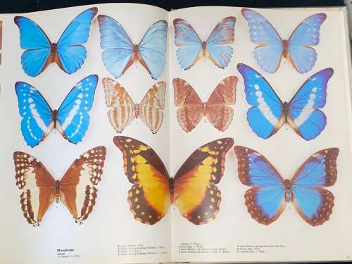 THE ILLUSTRATED ENCYCLOPEDIA OF THE BUTTERFLY WORLD IN COLOUR