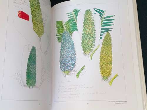 CYCADS OF AFRICA BY DOUGLAS GOODE