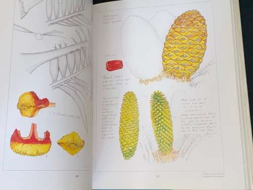 CYCADS OF AFRICA BY DOUGLAS GOODE