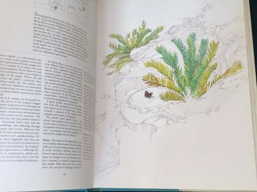CYCADS OF AFRICA BY DOUGLAS GOODE
