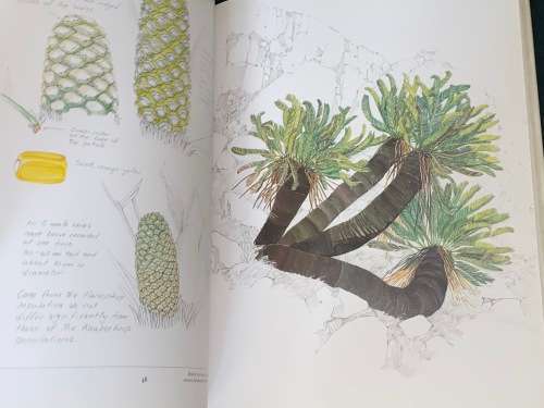 CYCADS OF AFRICA BY DOUGLAS GOODE