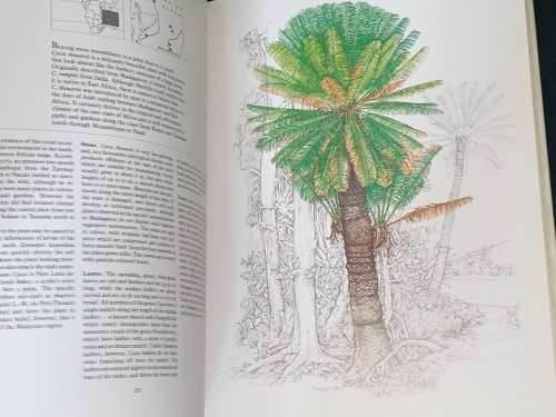 CYCADS OF AFRICA BY DOUGLAS GOODE