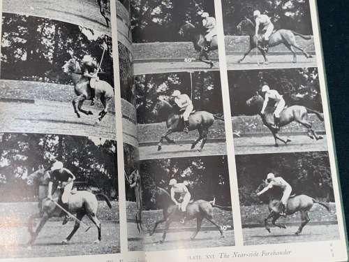 AN INTRODUCTION TO POLO BY MARCO