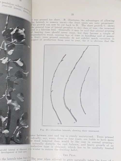 PRUNING OF DECIDUOUS FRUIT TREES IN SA - UNION OF SA DEPARTMENT OF AGRICULTURE 1929