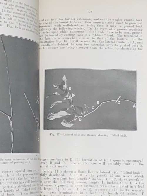 PRUNING OF DECIDUOUS FRUIT TREES IN SA - UNION OF SA DEPARTMENT OF AGRICULTURE 1929