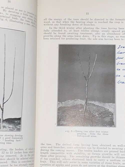 PRUNING OF DECIDUOUS FRUIT TREES IN SA - UNION OF SA DEPARTMENT OF AGRICULTURE 1929