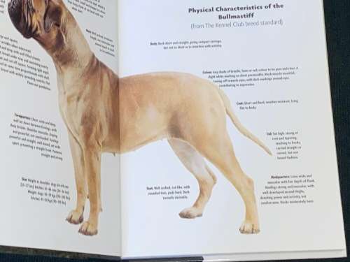 BULLMASTIFF BY JULIETTE CUNLIFFE