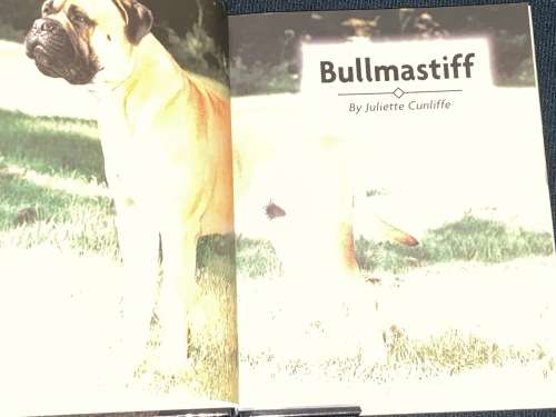 BULLMASTIFF BY JULIETTE CUNLIFFE