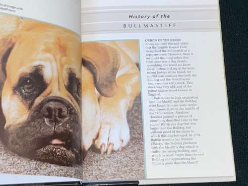 BULLMASTIFF BY JULIETTE CUNLIFFE