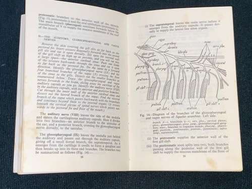 THE DISSECTION OF THE SPINY DOGFISH AND THE PLATANNA BY MILLARD AND ROBINSON