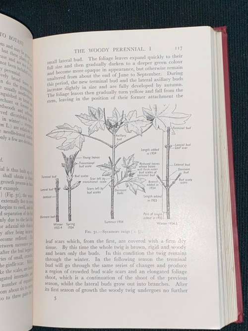 AN INTRODUCTION TO BOTANY WITH SPECIAL REFERENCE TO THE STRUCTURE OF THE FLOWERING PLANT