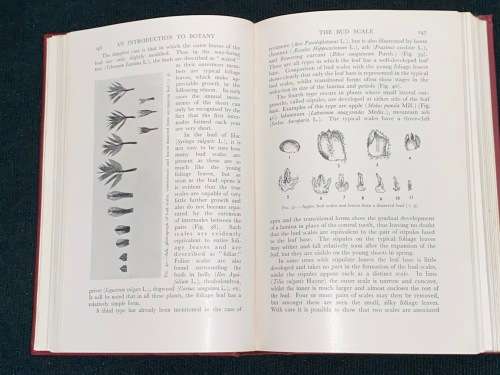 AN INTRODUCTION TO BOTANY WITH SPECIAL REFERENCE TO THE STRUCTURE OF THE FLOWERING PLANT