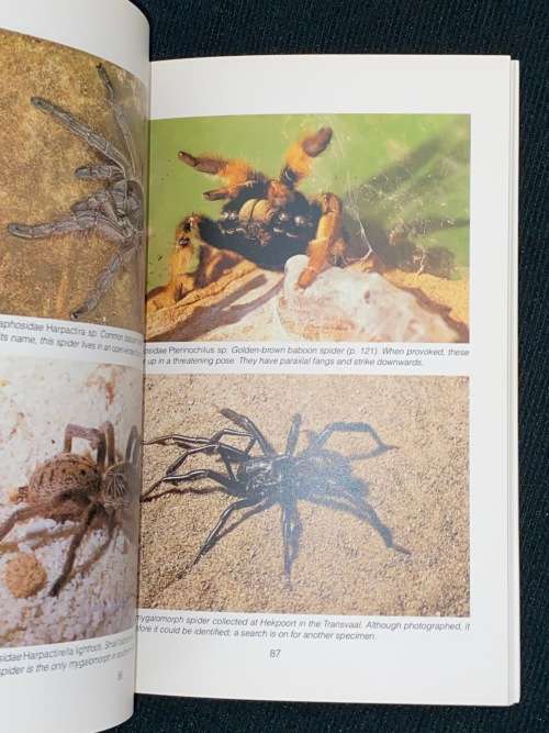 SOUTH AFRICAN SPIDERS AN IDENTIFICATION GUIDE BY MARTIN R. FILMER