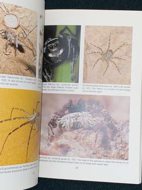 SOUTH AFRICAN SPIDERS AN IDENTIFICATION GUIDE BY MARTIN R. FILMER