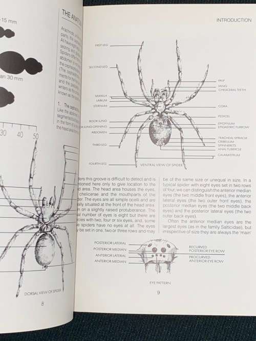 SOUTH AFRICAN SPIDERS AN IDENTIFICATION GUIDE BY MARTIN R. FILMER
