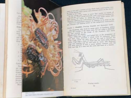 THE INSECTS OF SOUTHERN AFRICA BY MARGARET BEVIS