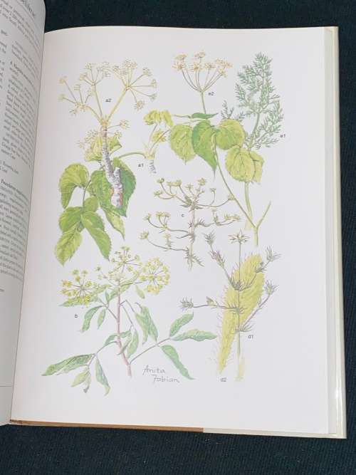 TRANSVAAL WILD FLOWERS PAINTINGS BY ANITA FABIAN AND TEXT BY GERRIT GERMISHUIZEN