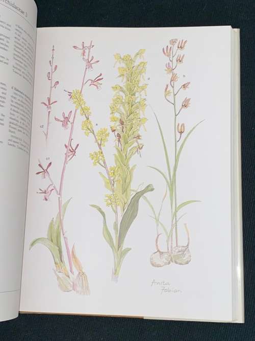 TRANSVAAL WILD FLOWERS PAINTINGS BY ANITA FABIAN AND TEXT BY GERRIT GERMISHUIZEN