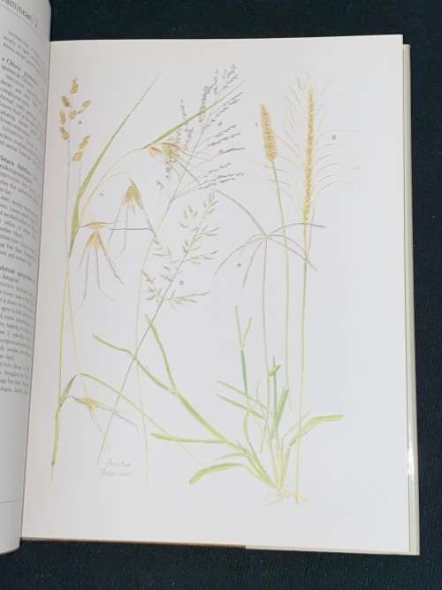 TRANSVAAL WILD FLOWERS PAINTINGS BY ANITA FABIAN AND TEXT BY GERRIT GERMISHUIZEN