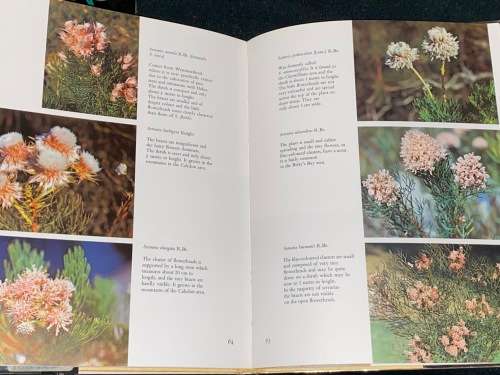 THE PROTEACEAE OF SOUTH AFRICA BY FRANK ROUSSEAU