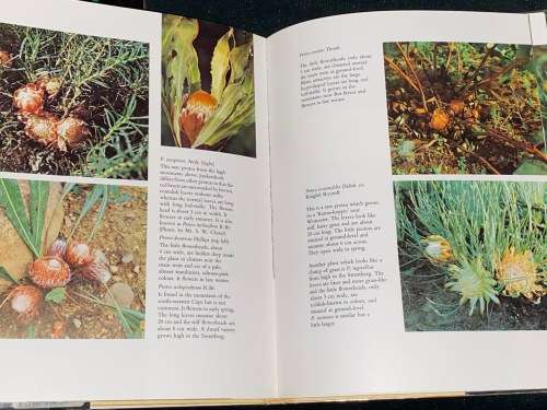 THE PROTEACEAE OF SOUTH AFRICA BY FRANK ROUSSEAU
