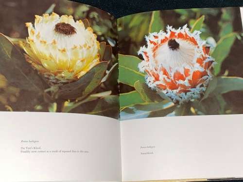 THE PROTEACEAE OF SOUTH AFRICA BY FRANK ROUSSEAU