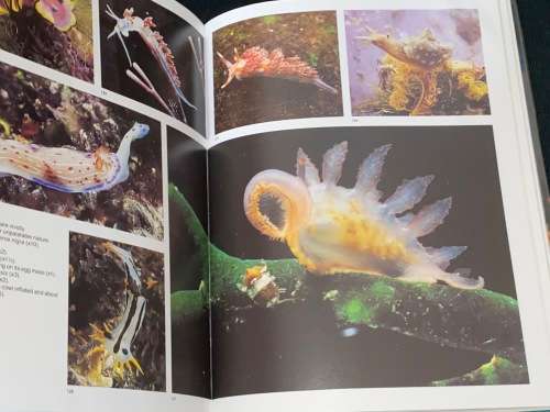 THE LIVING SHORES OF SOUTHERN AFRICA BY MARGO & GEORGE BRANCH