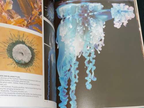 THE LIVING SHORES OF SOUTHERN AFRICA BY MARGO & GEORGE BRANCH