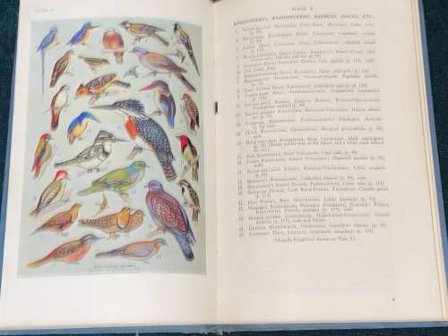 A FIRST GUIDE TO SOUTH AFRICAN BIRDS BY E. LEONARD GILL