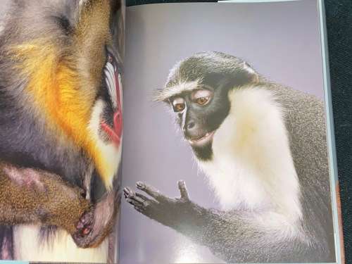 MONKEY PORTRAITS BY JILL GREENBERG