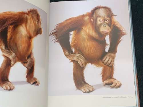MONKEY PORTRAITS BY JILL GREENBERG