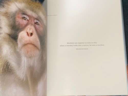 MONKEY PORTRAITS BY JILL GREENBERG