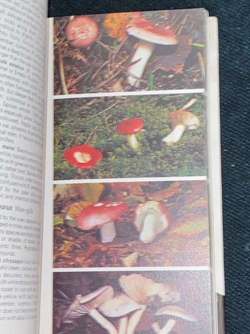 MUSHROOMS & TOADSTOOLS BY RONALD RAYNER - HAMLYN NATURE GUIDES