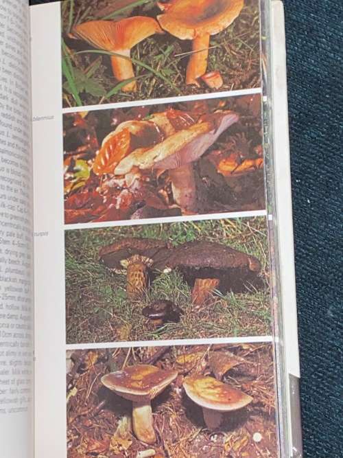 MUSHROOMS & TOADSTOOLS BY RONALD RAYNER - HAMLYN NATURE GUIDES