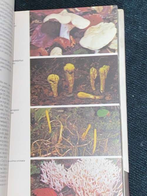 MUSHROOMS & TOADSTOOLS BY RONALD RAYNER - HAMLYN NATURE GUIDES